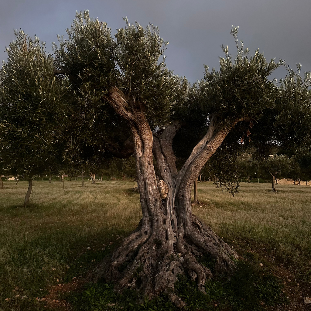 Three Bottles of Extra Virgin Olive Oil - Free Shipping