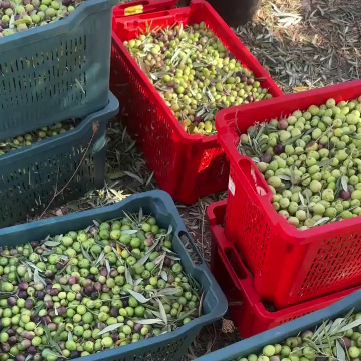 Three Bottles of Extra Virgin Olive Oil - Free Shipping